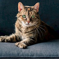 Meetmow/Shutterstock