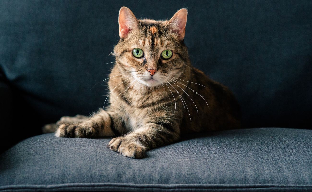 Meetmow/Shutterstock