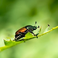 Eric Bouchard/Shutterstock