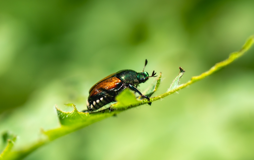 Eric Bouchard/Shutterstock