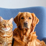 irivas5/Shutterstock