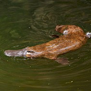 Martin Pelanek/Shutterstock