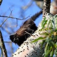 feathercollector/Shutterstock