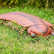 FABRIZIO CONTE/Shutterstock