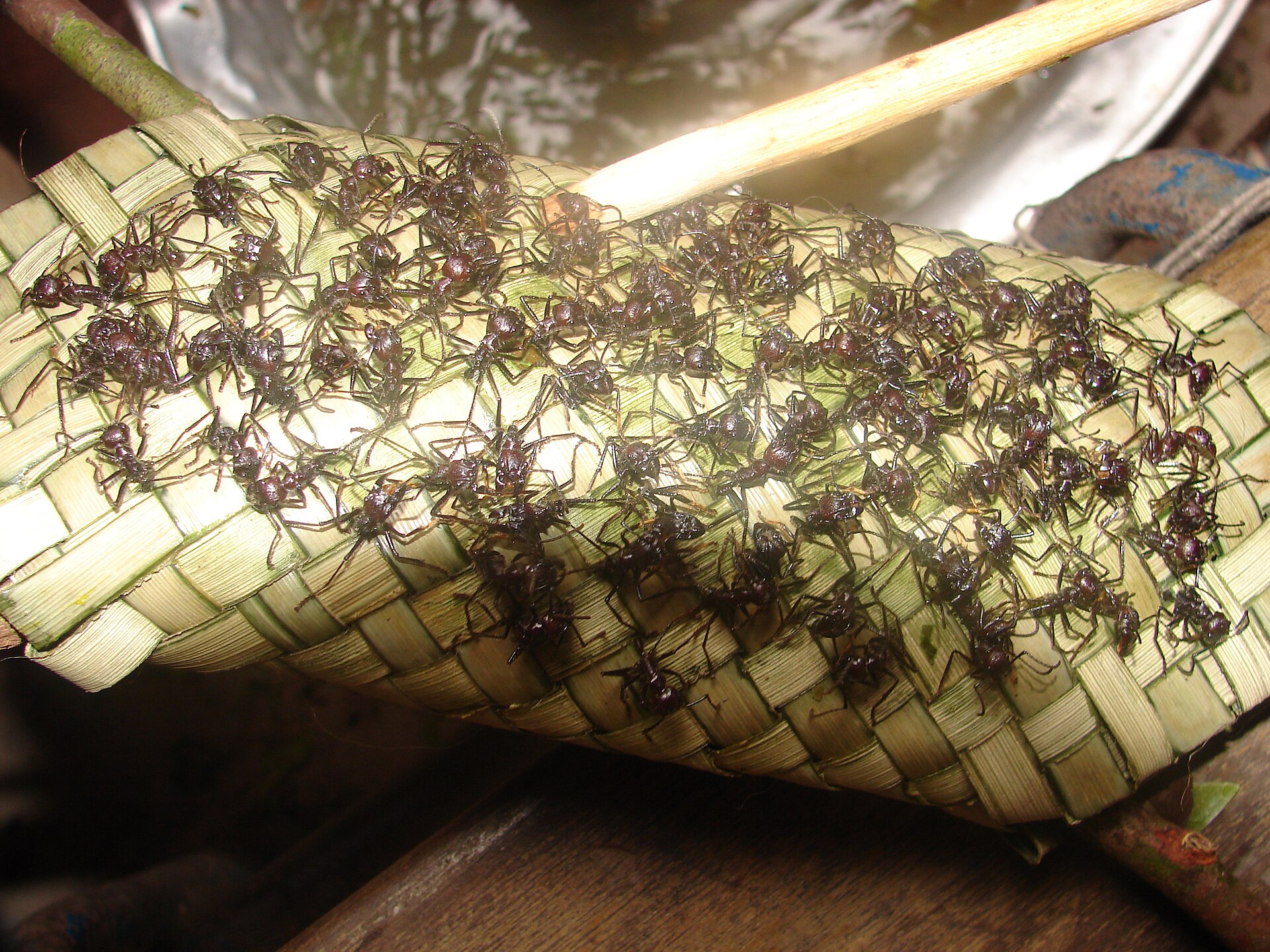 Mérgező hangyák marják a kezüket: így zajlik az Amazonas kegyetlen beavatási szertartása
