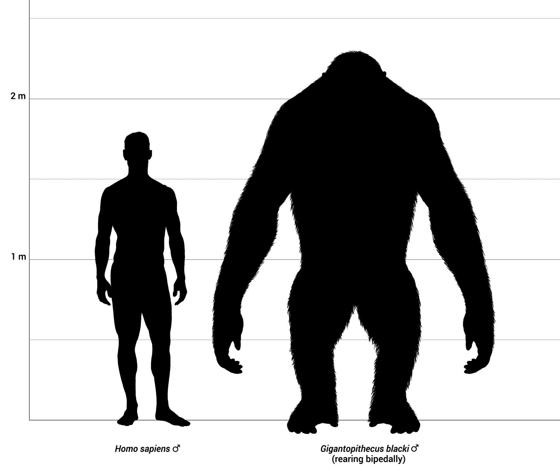 A valaha élt legnagyobb főemlős kétszer akkora volt, mint egy gorilla