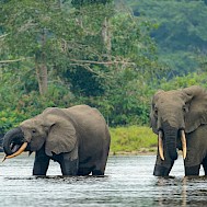 Roger de la Harpe/Shutterstock