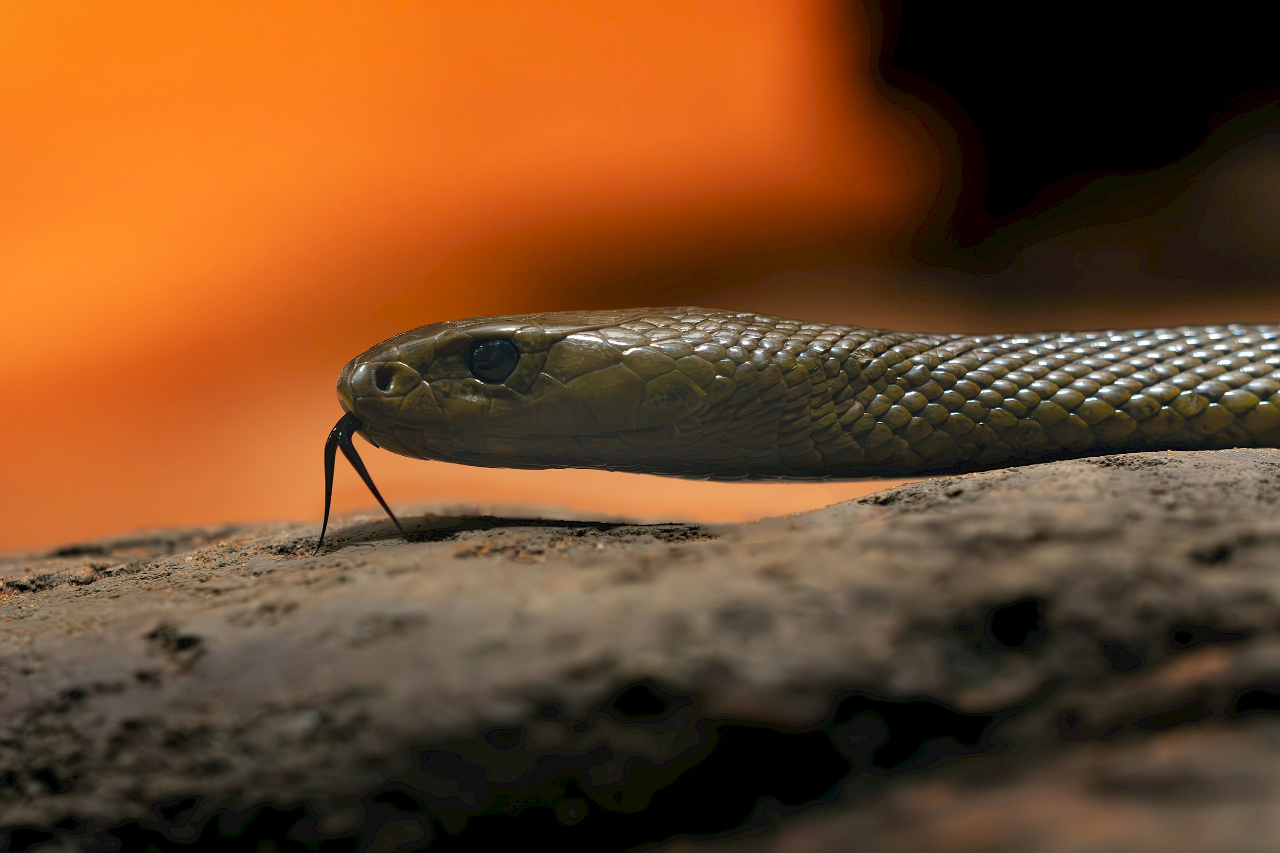 Karel Bartik/Shutterstock