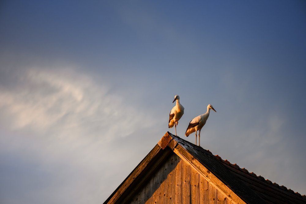Fotó: Shutterstock