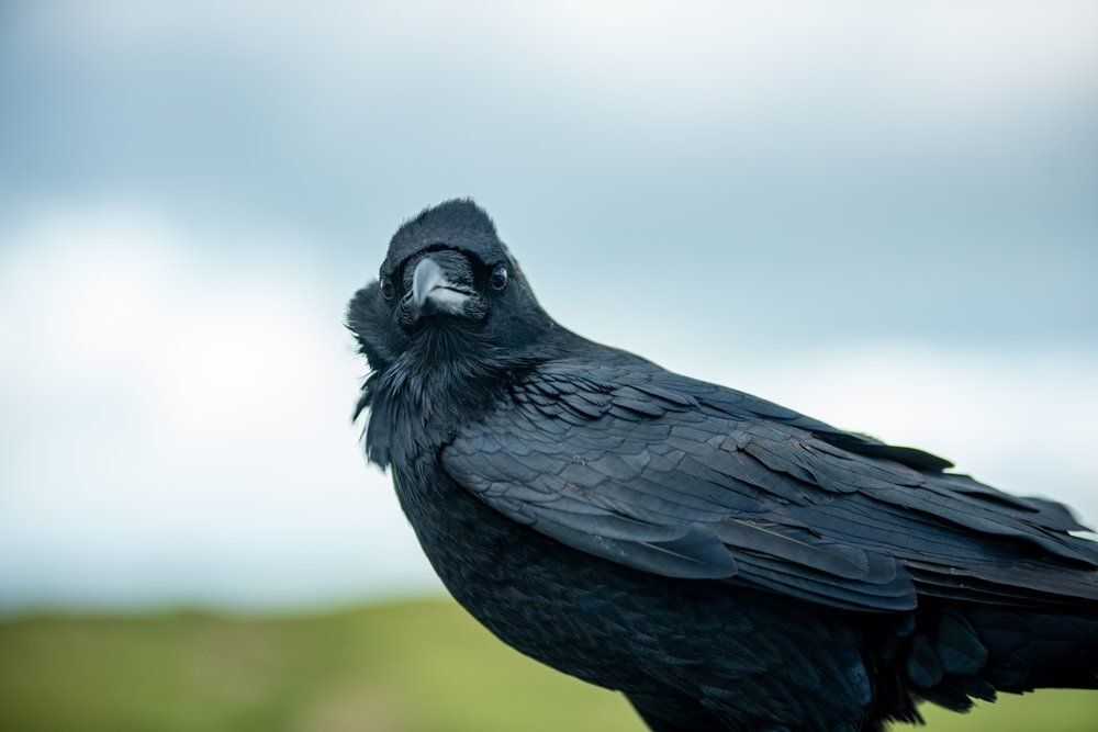 Fotó: Shutterstock