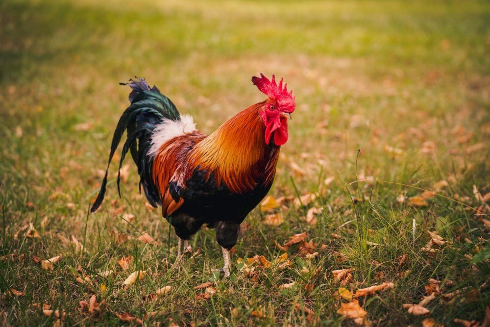 Fotó: Shutterstock