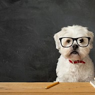 Fot&oacute;: Shutterstock