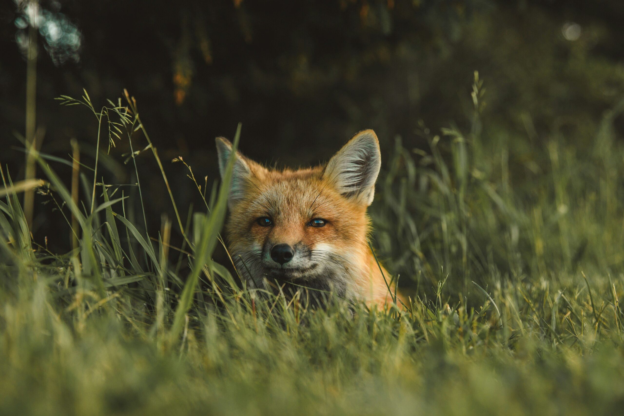 Fotó: Unsplash