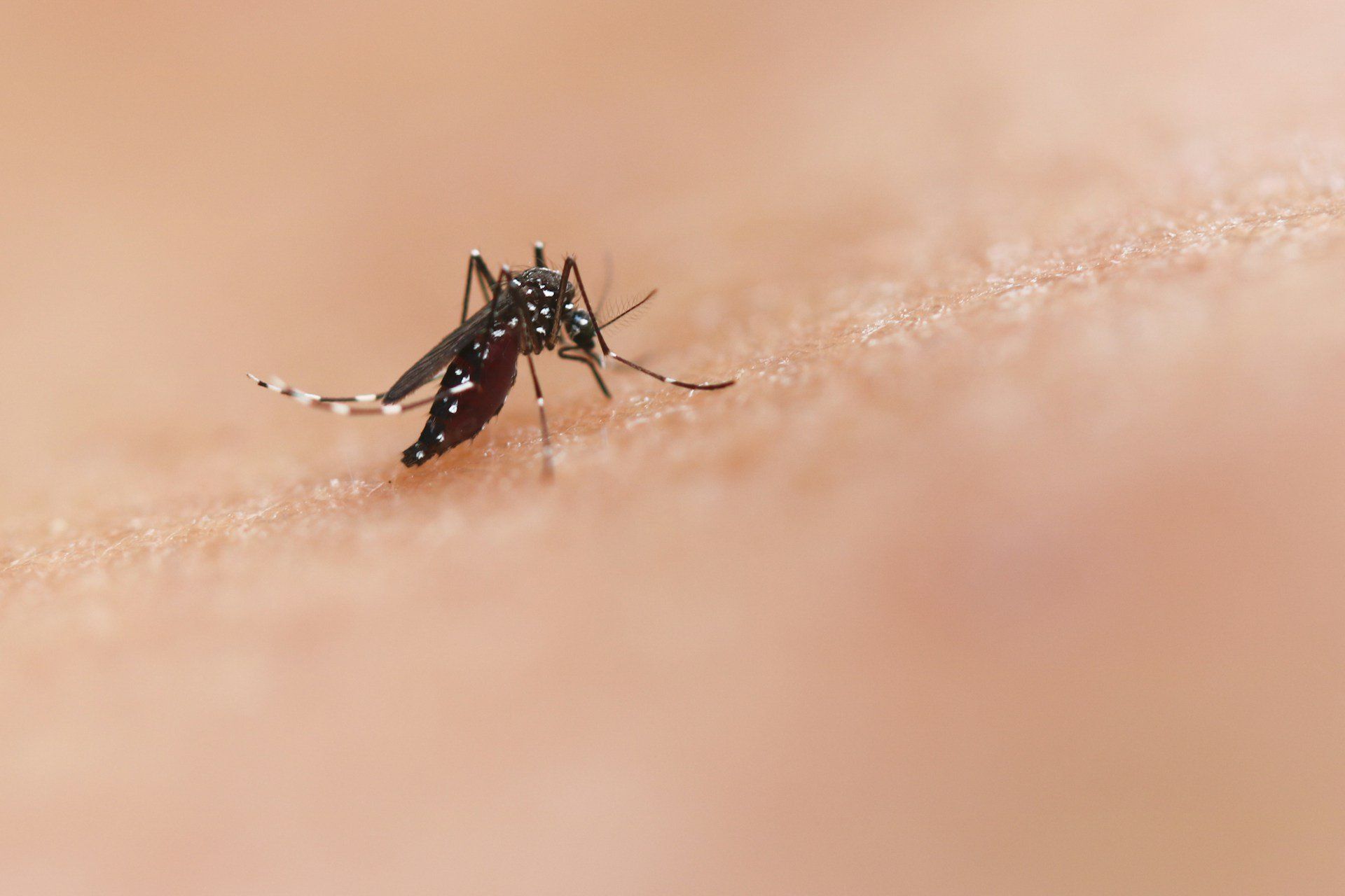 Fotó: National Institute of Allergy and Infectious Diseases/Unsplash