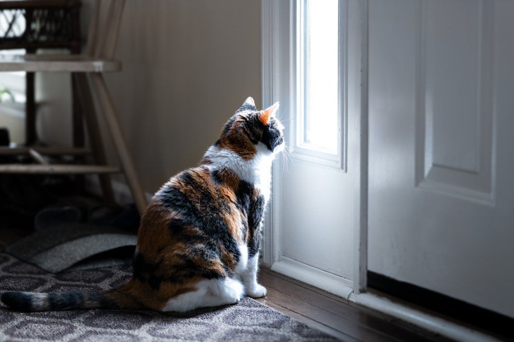 Fotó: Shutterstock