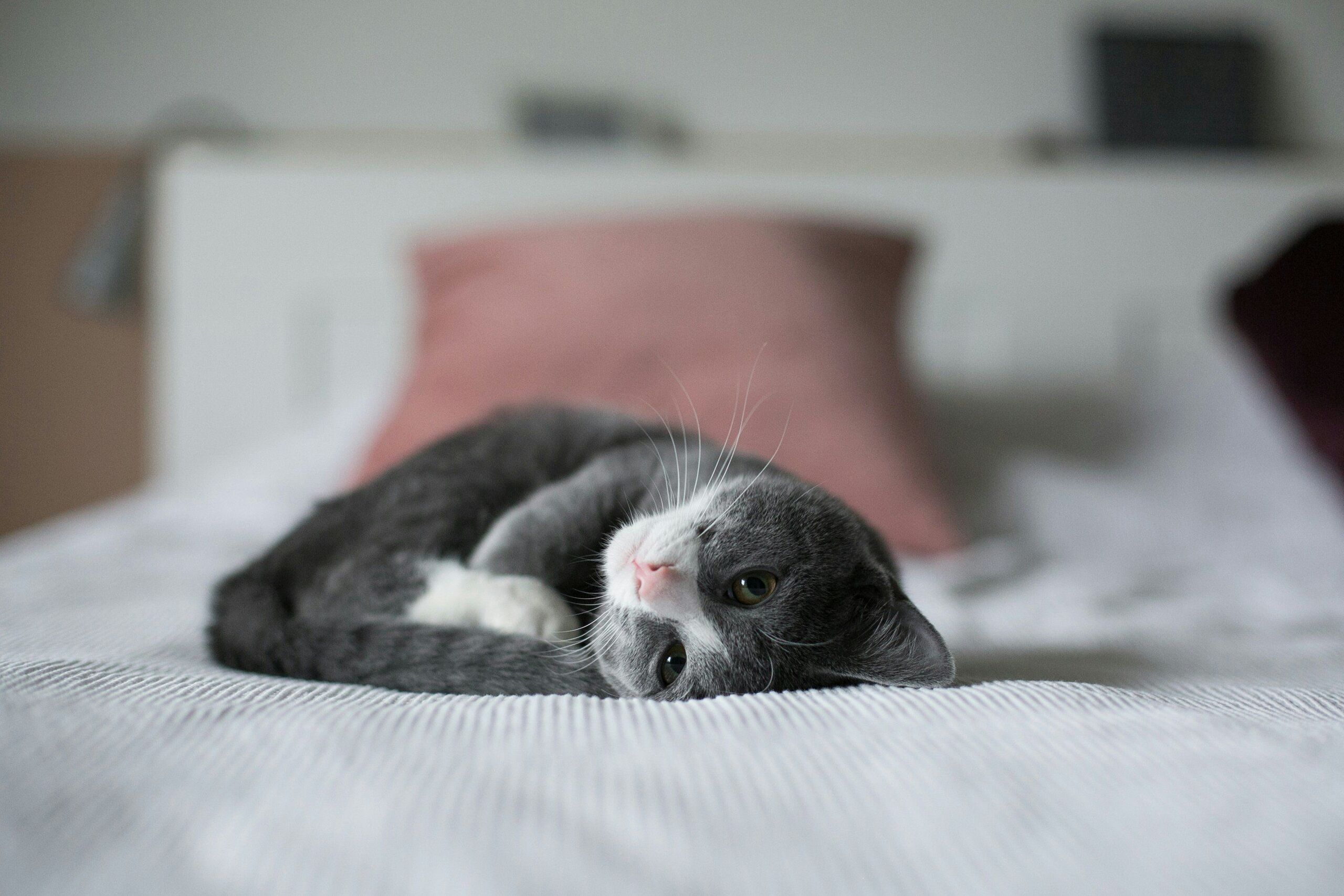 Fotó: Unsplash