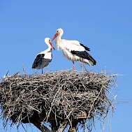 Shutterstock