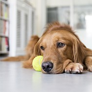 Fot&oacute;: Shutterstock