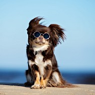 Shutterstock