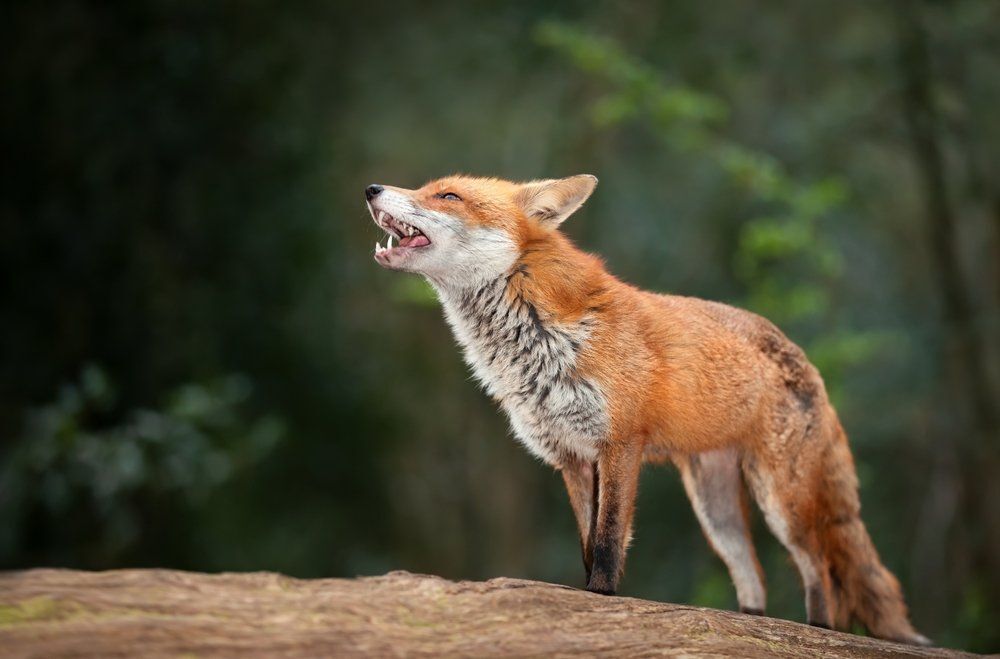 Fotó: Shutterstock