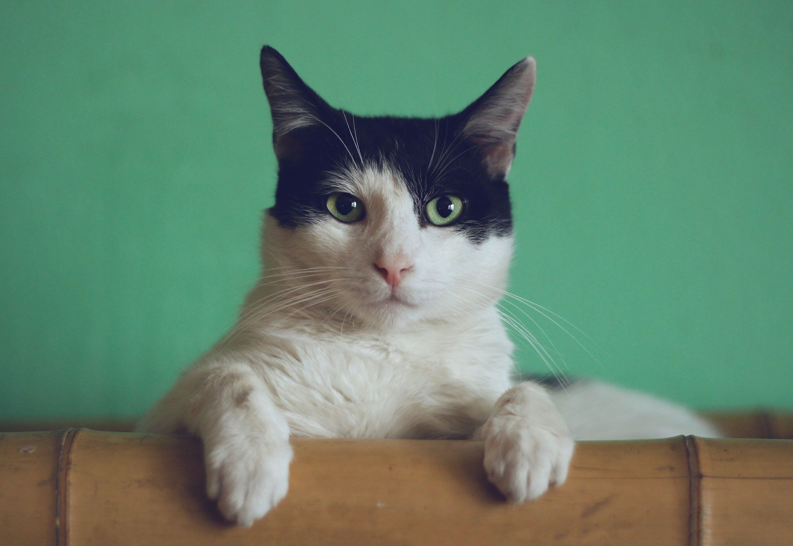  Manja Vitolic/Unsplash