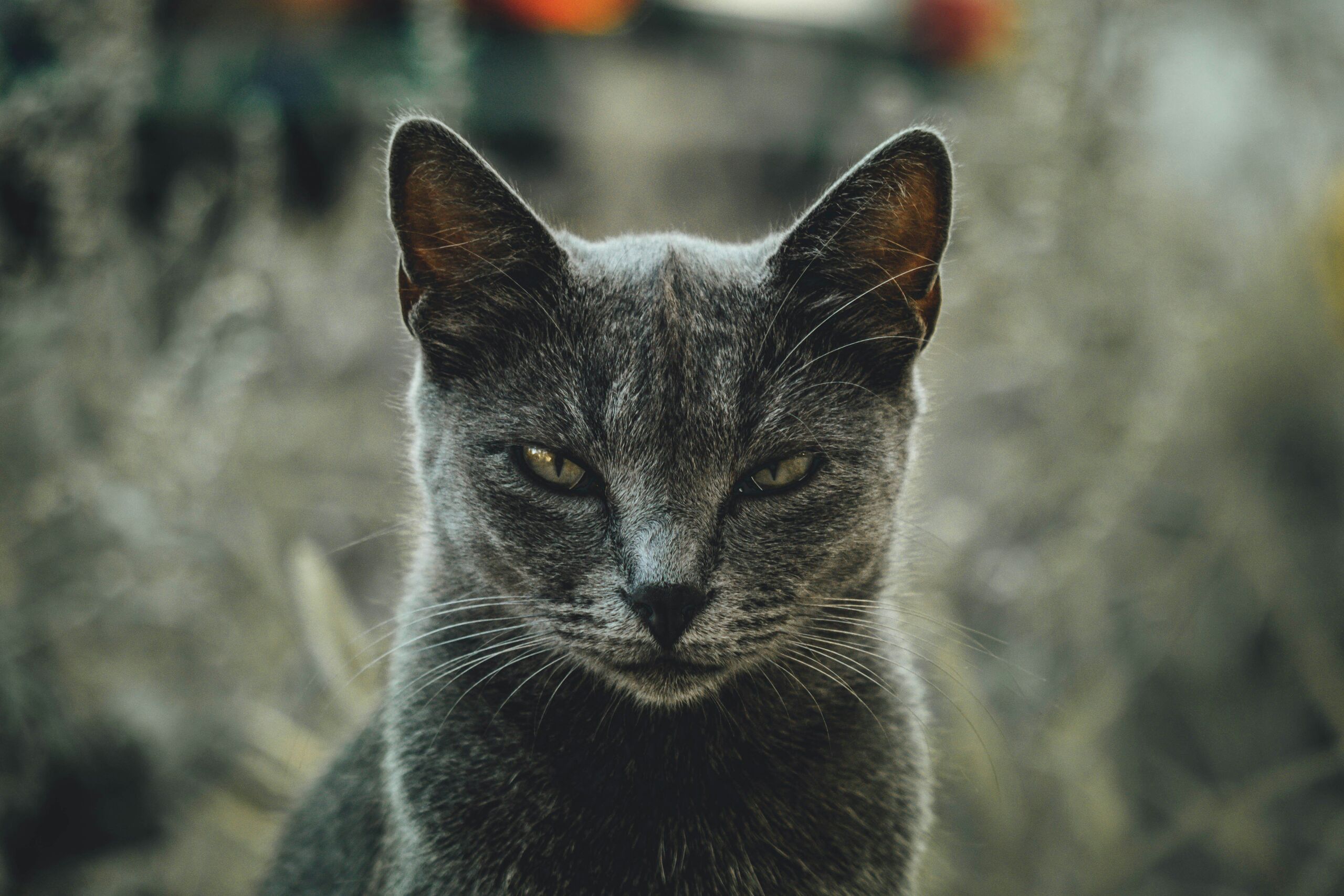 Unsplash