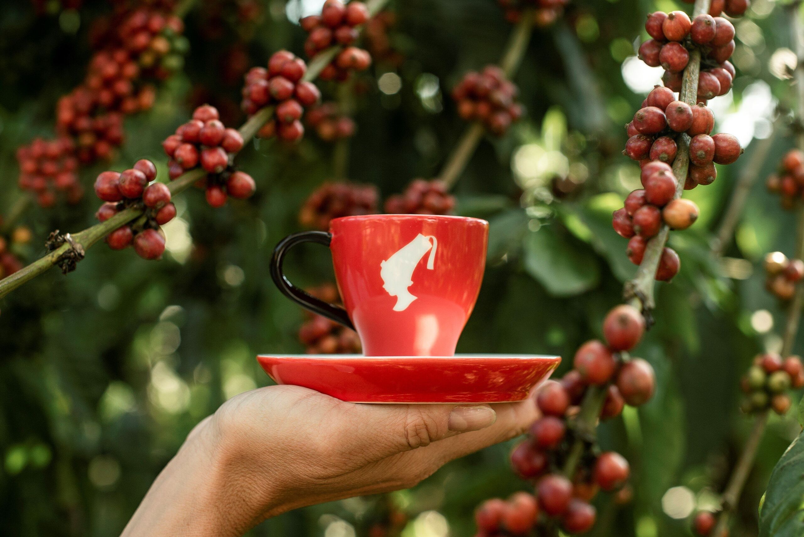 Fotó: Julius Meinl
