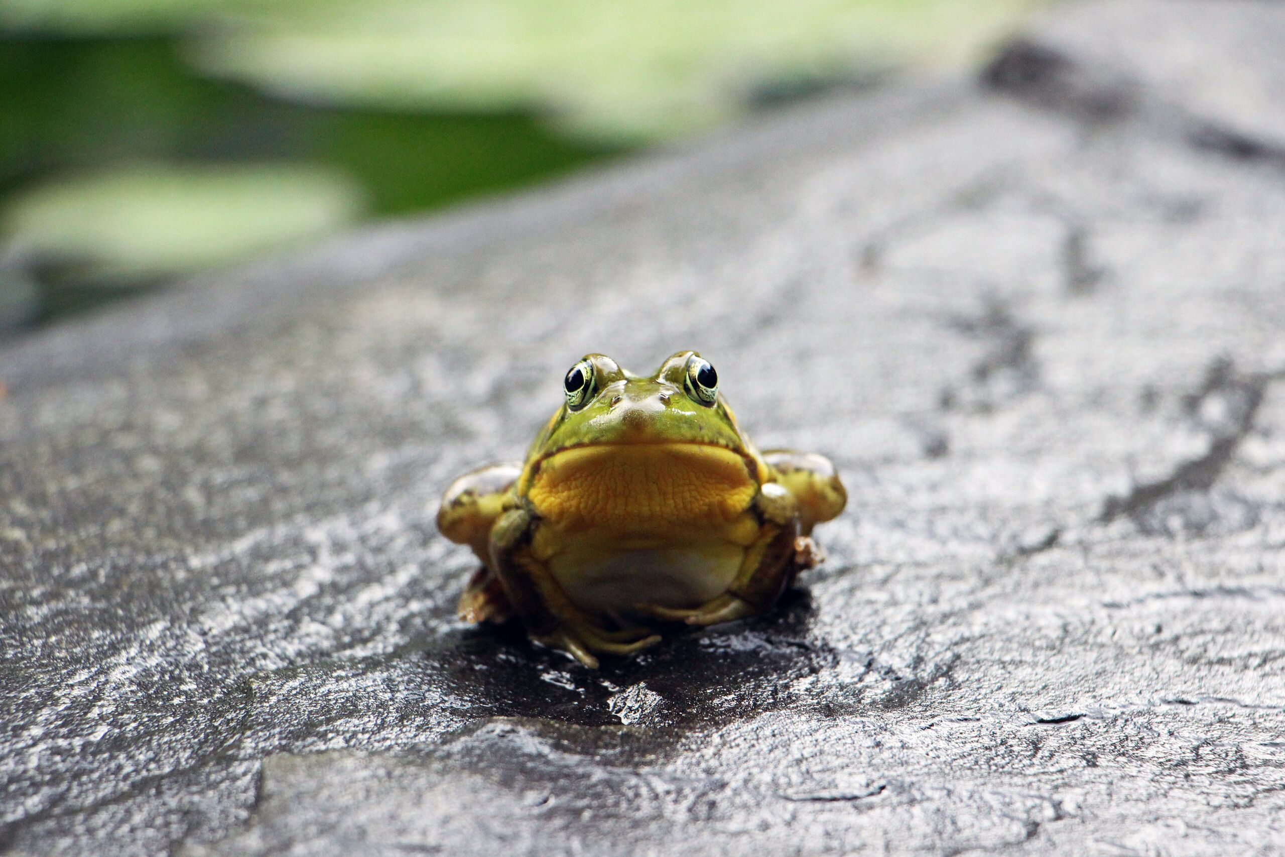 Fotó: Austin Santaniello / Unsplash
