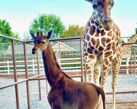Facebook / Brights Zoo