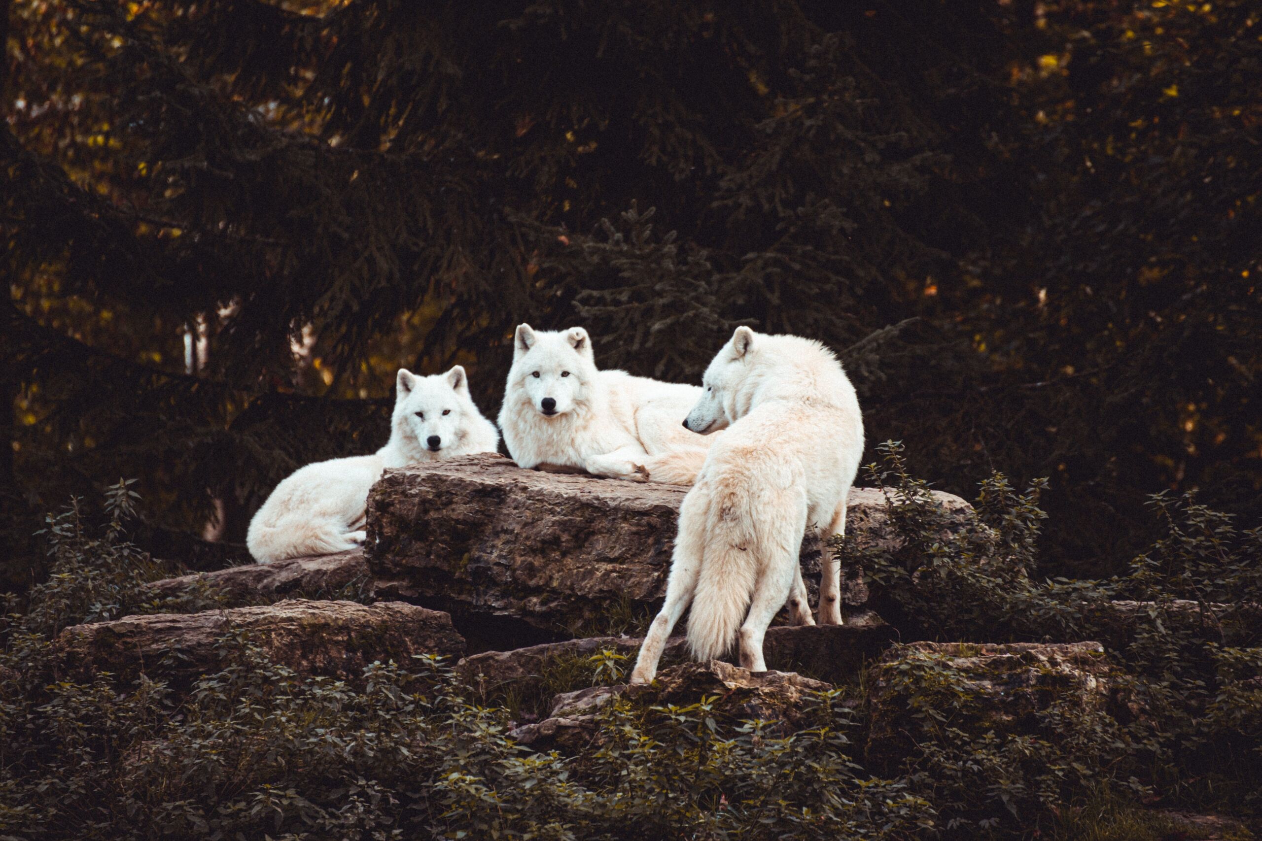 Fotó: Thomas Bonometti/Unsplash
