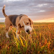 Fotó:Shutterstock