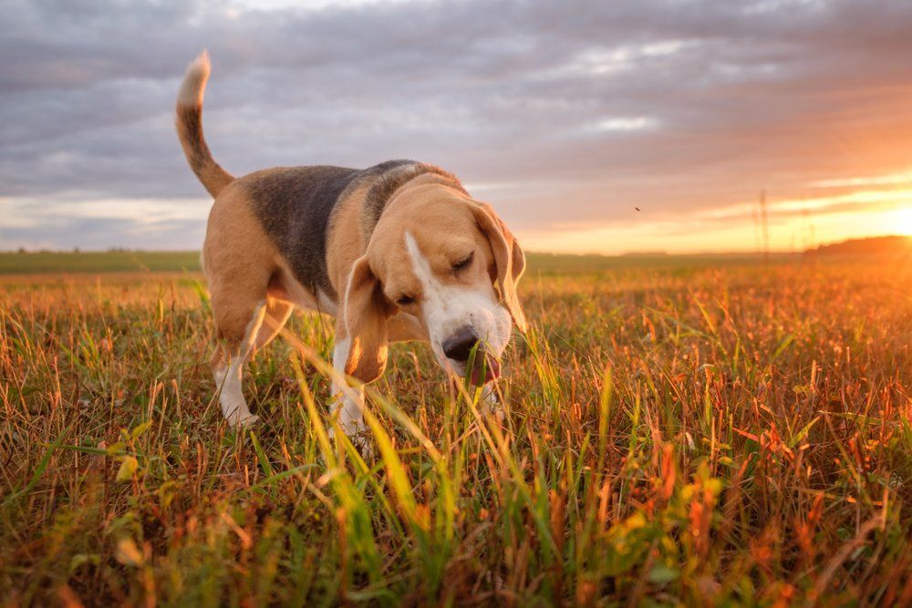 Fotó:Shutterstock