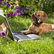 Fotó: Shutterstock