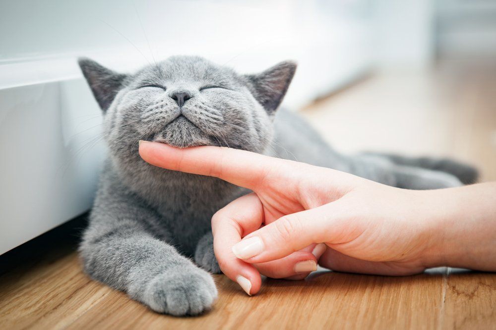 Fotó: Shutterstock