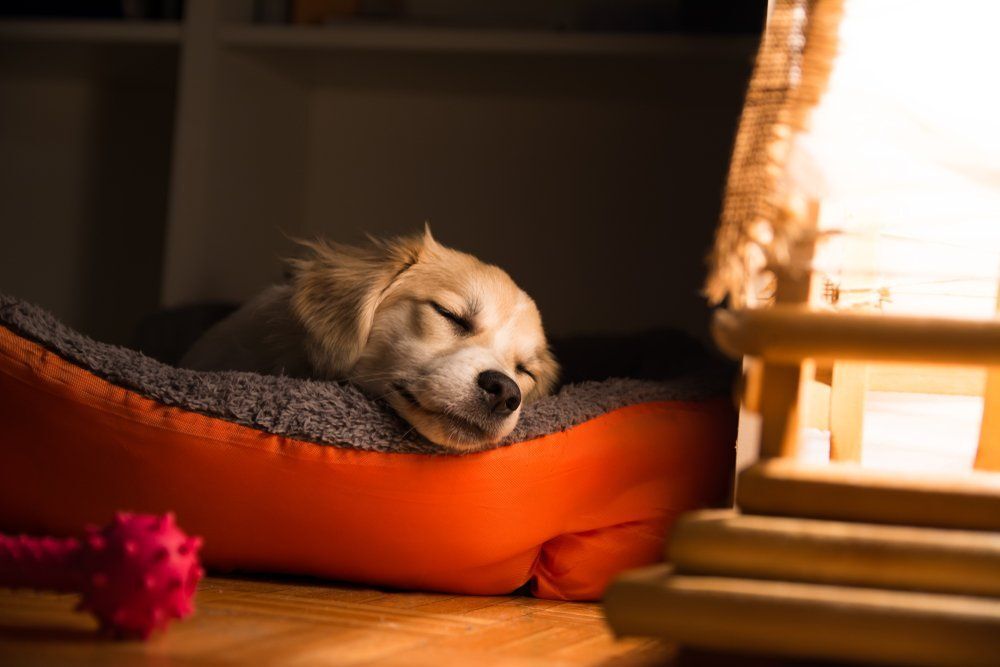 Fotó: Shutterstock
