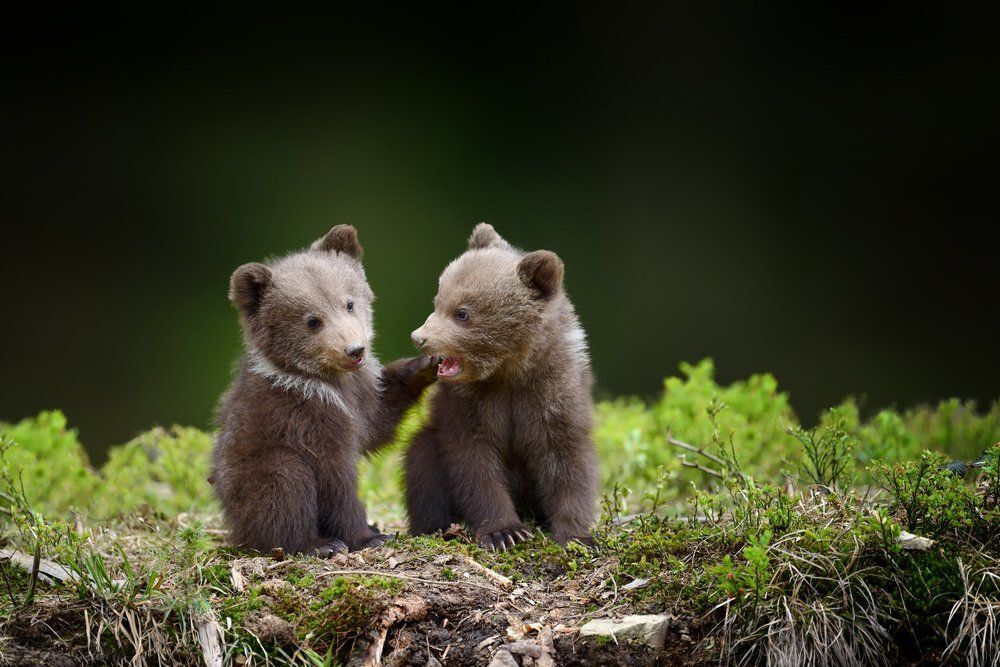 Fotó: Shutterstock