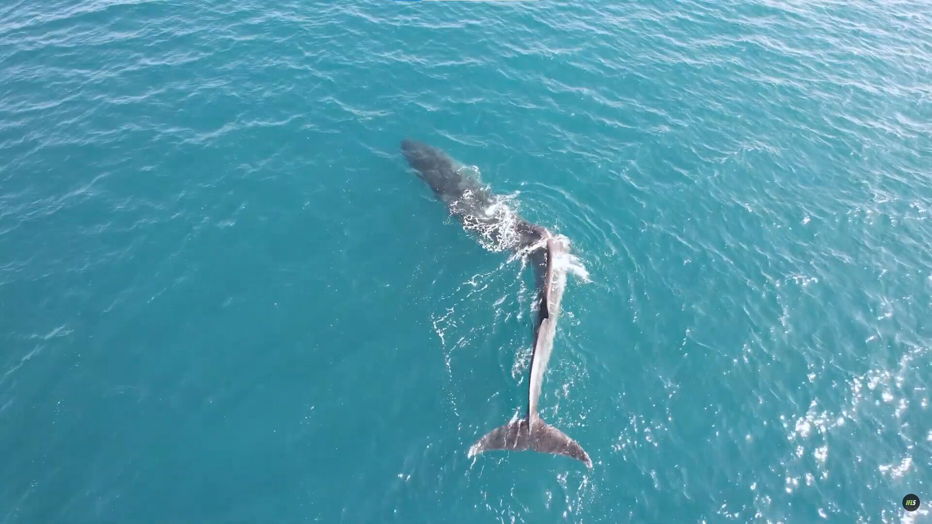 Fundación Oceanogràfic