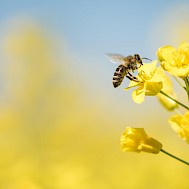 Fot&oacute;: Shutterstock