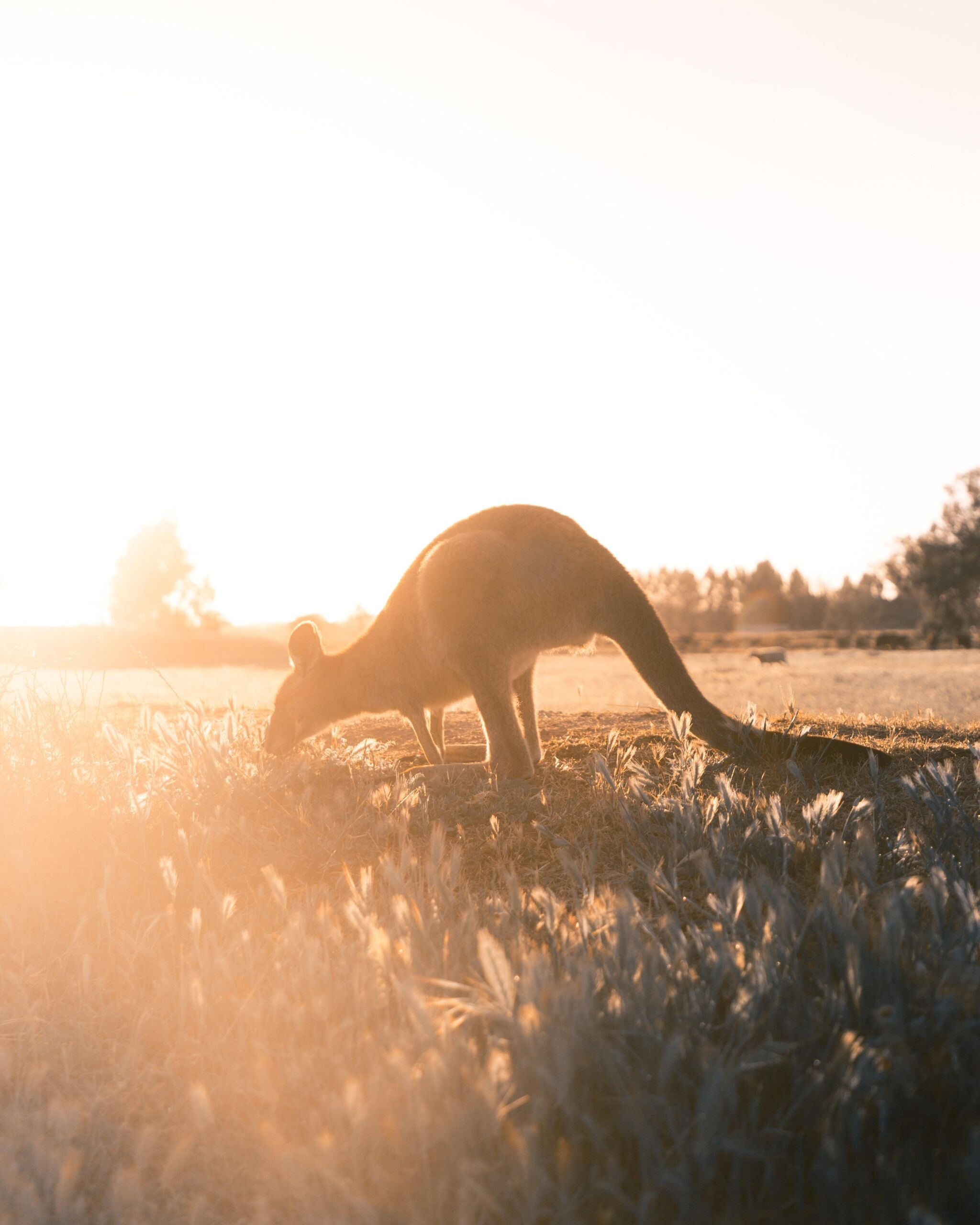 Unsplash