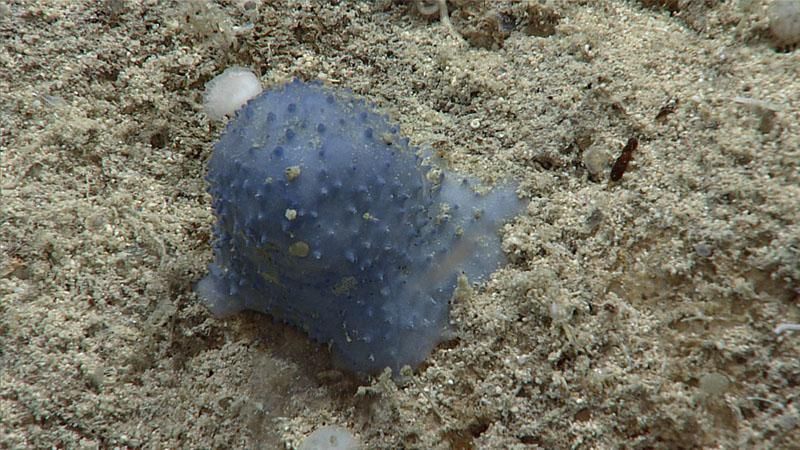 Image courtesy of NOAA Ocean Exploration, Voyage to the Ridge 2022.