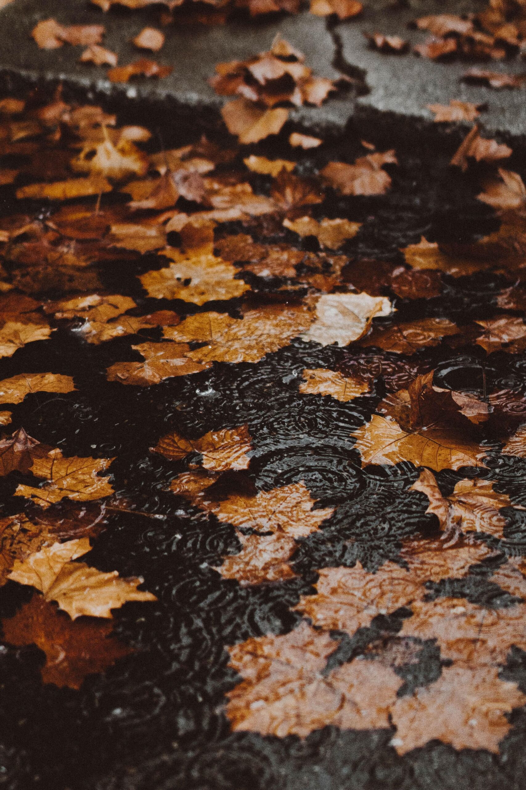 Mitchell  McCleary/Unsplash