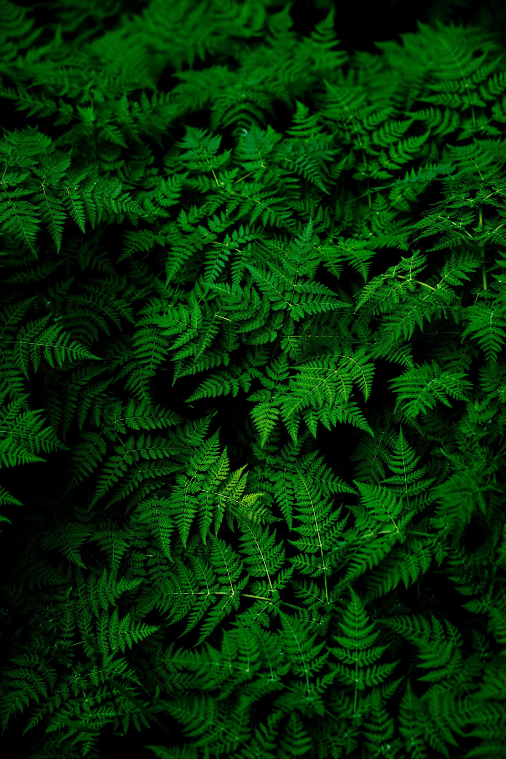 Unsplash/Teemu Paananen