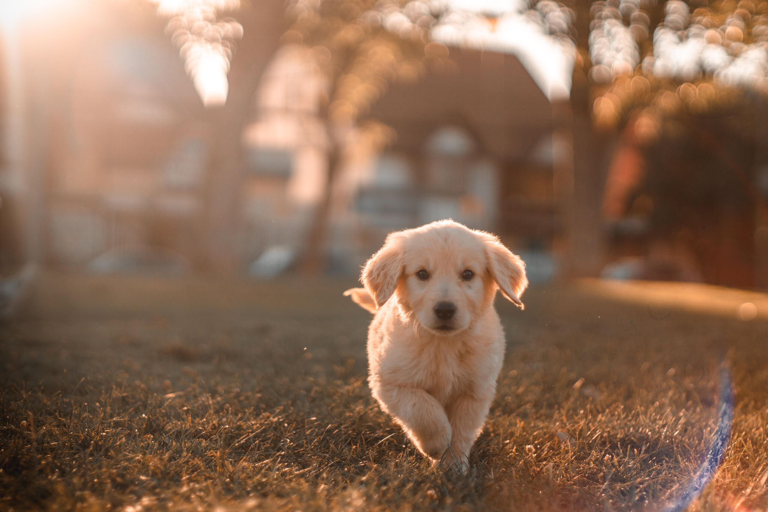 Fotó: Christian Castillo / unsplash 