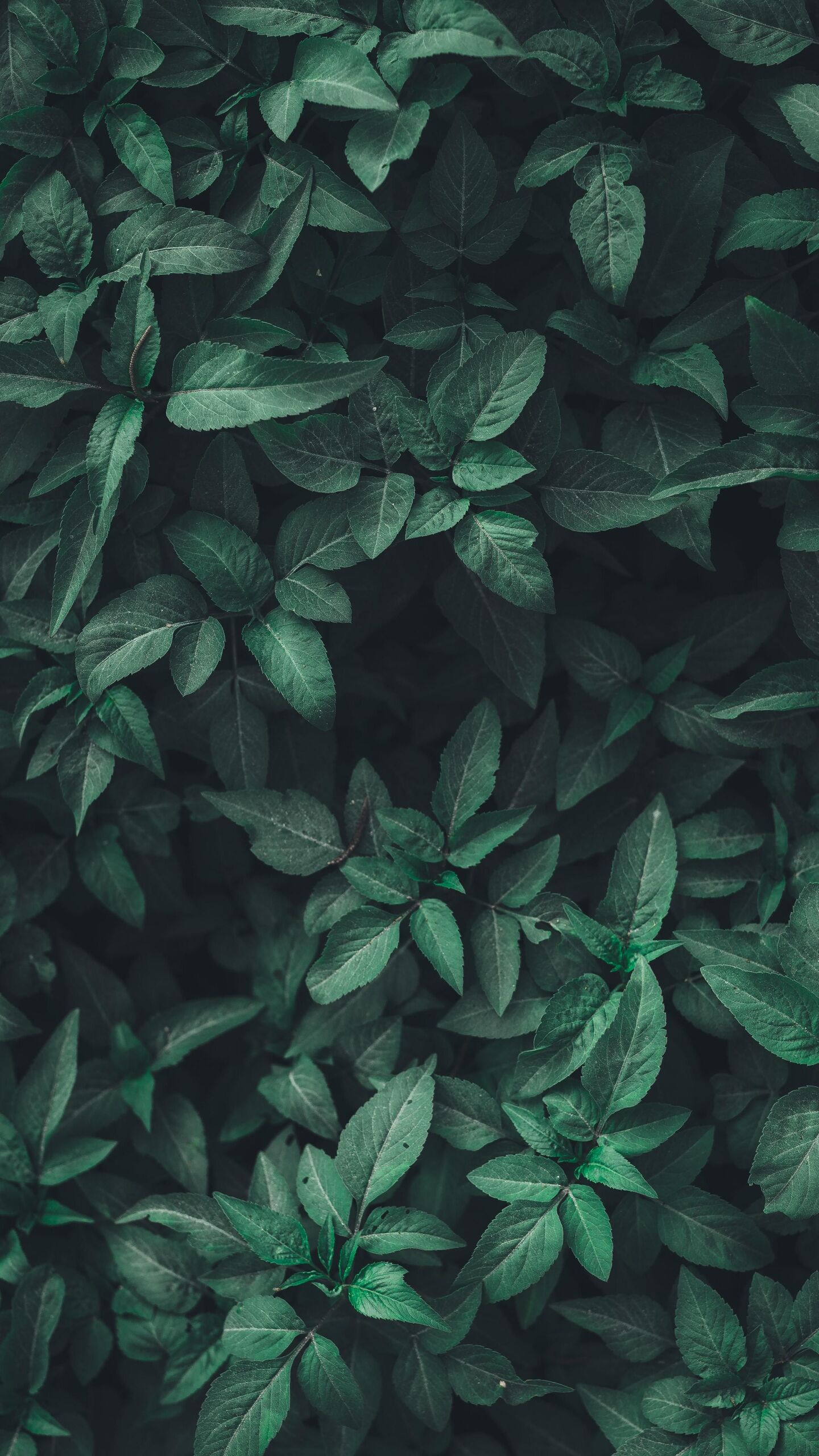 Unsplash/Nahil Naseer