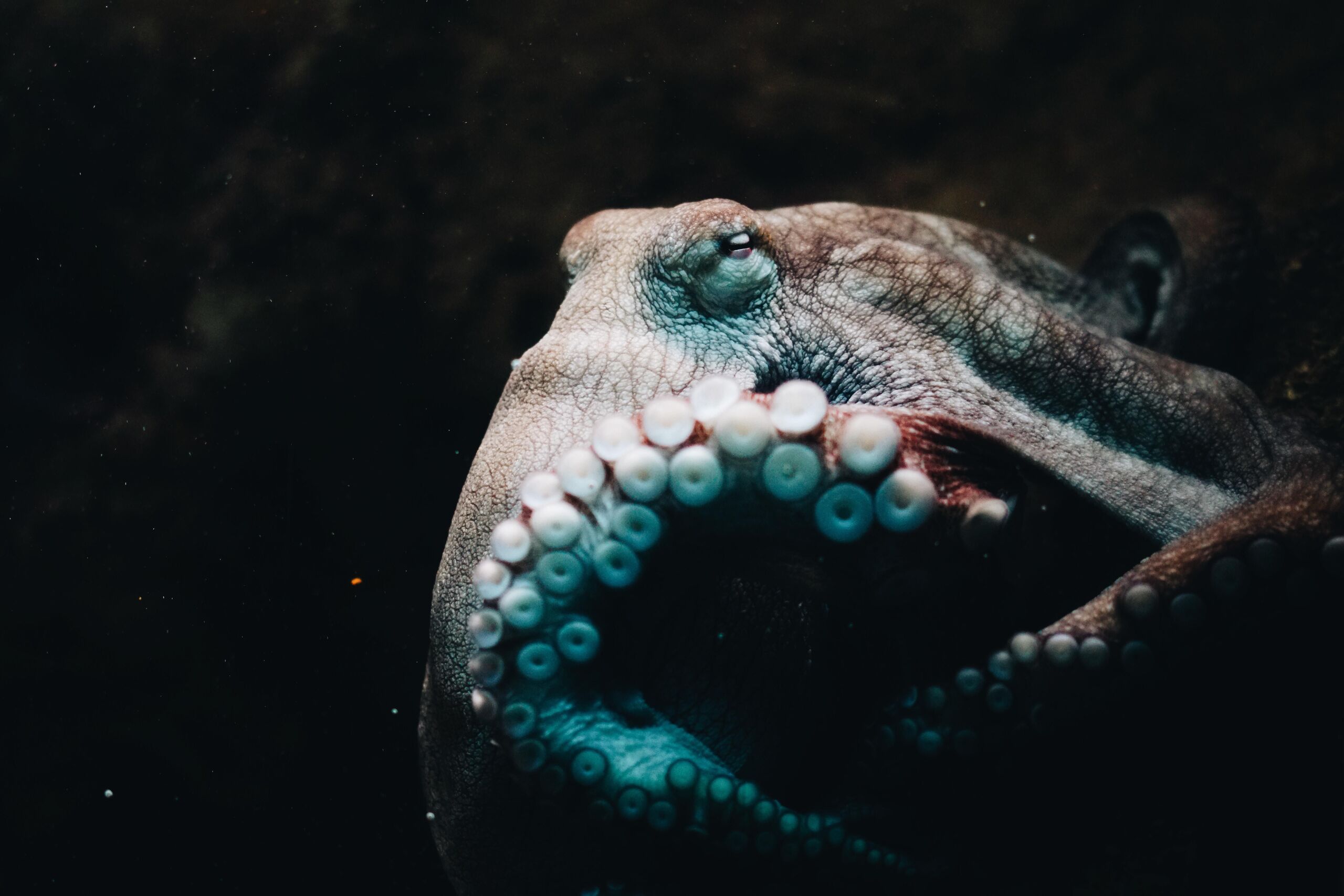Unsplash/Qijin Xu