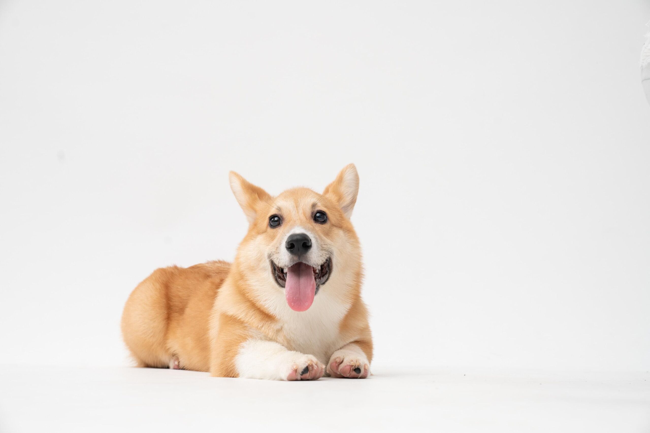 fatty corgi/Unsplash