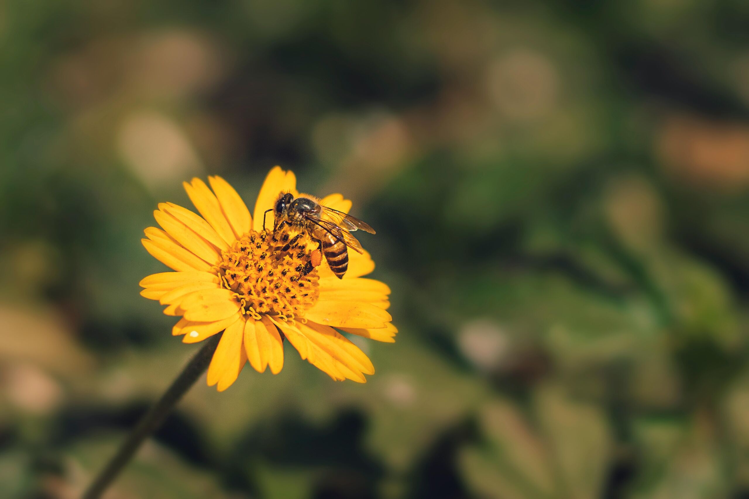 Unsplash/Gaurav Kumar