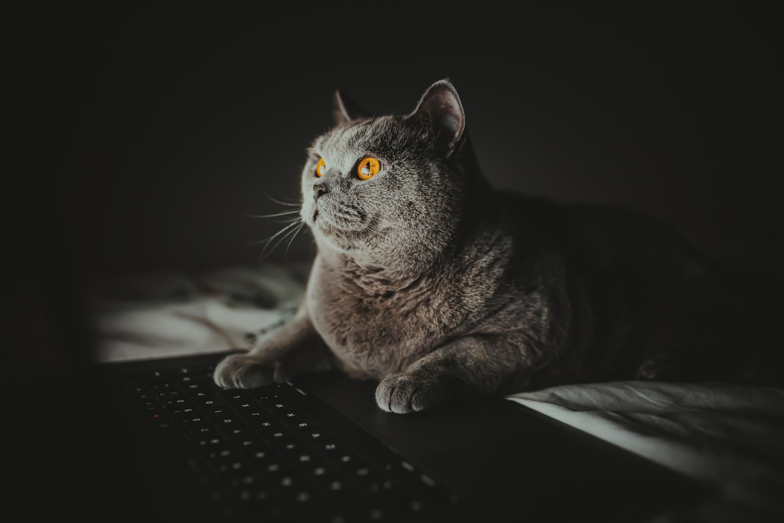 Shutterstock 