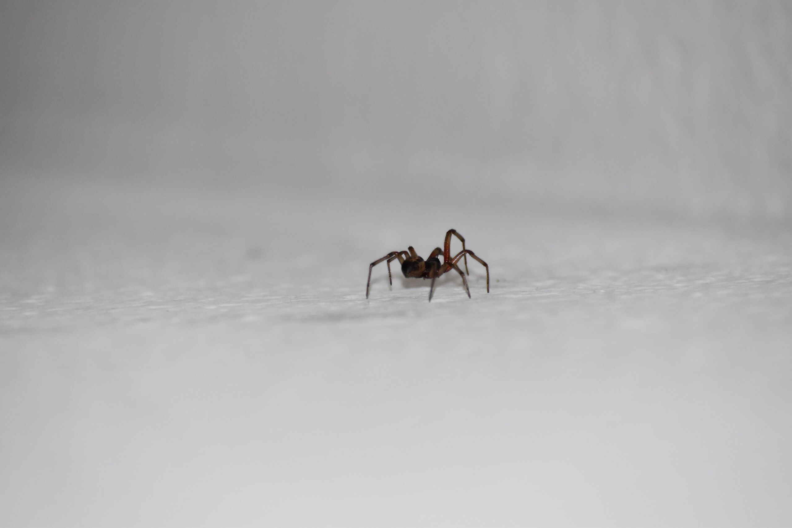  Elizabeth Praetz/Unsplash