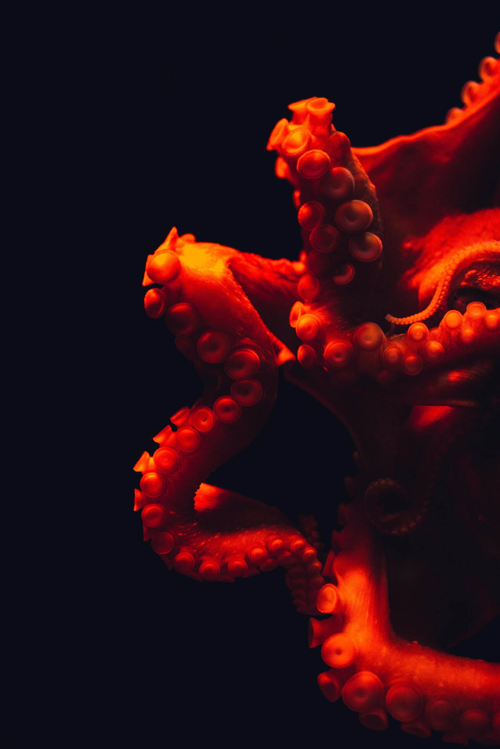 Unsplash/Masaaki Komori